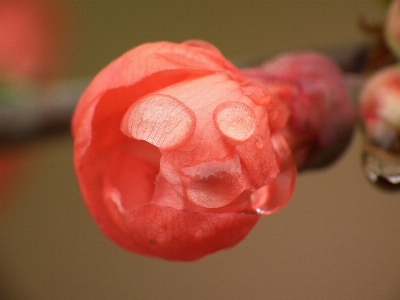 Hand plant fruit flower Photo