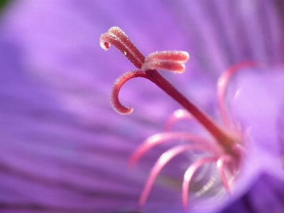 Blossom dew plant photography Photo