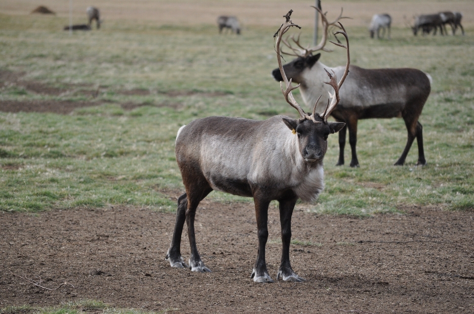 Natur tierwelt wild horn