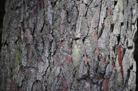 Tree branch plant wood Photo