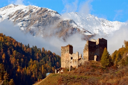 風景 木 自然 森 写真