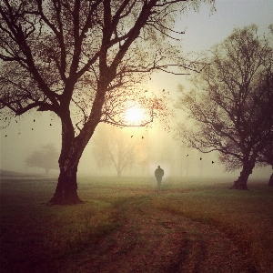 Man landscape tree nature Photo