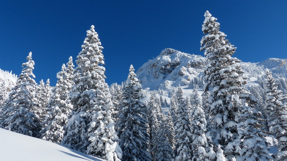 树 自然 山 雪