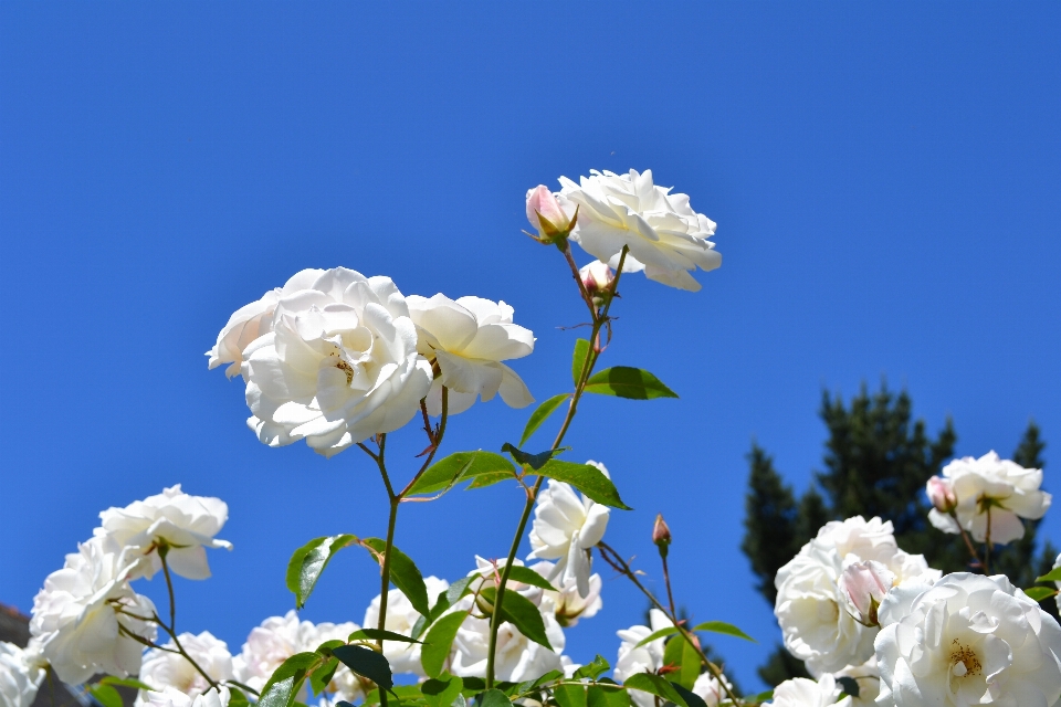 Naturaleza rama florecer planta