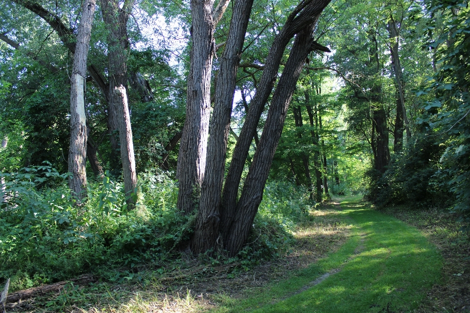 Paisaje árbol naturaleza bosque