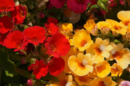 Blossom plant leaf flower Photo