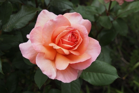 Blossom plant flower petal Photo