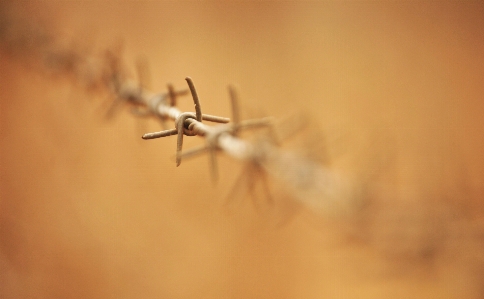 Nature sharp wing fence Photo