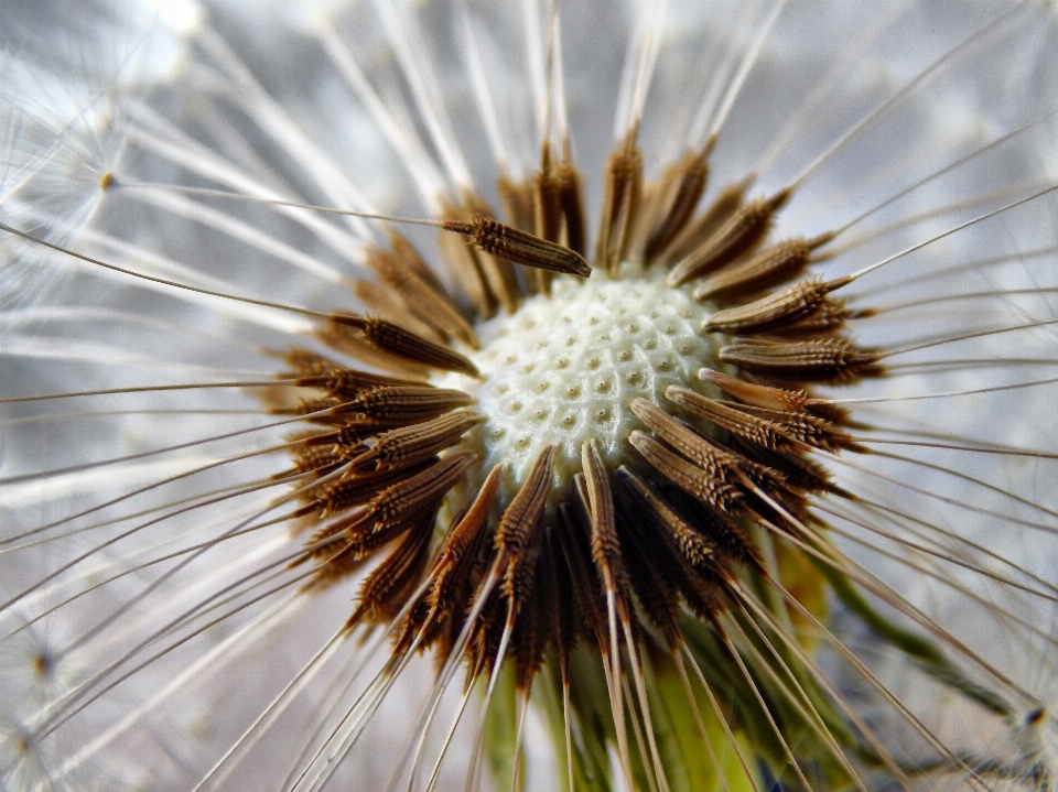 Nature branch plant photography