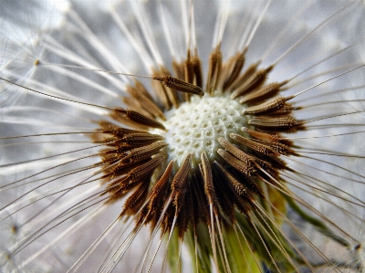 Foto Natureza filial plantar fotografia