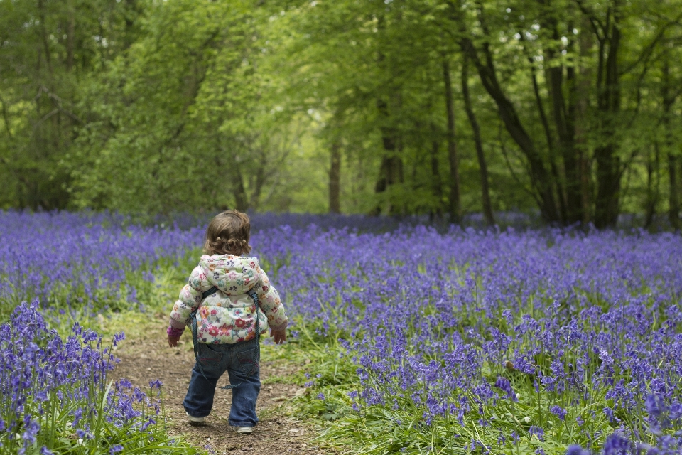 Natur wald anlage feld