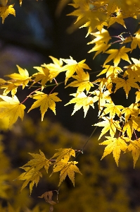 Baum natur zweig licht Foto