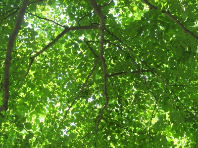 Foto árbol naturaleza bosque rama