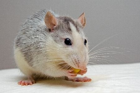 Foto Ratón mamífero comer hámster