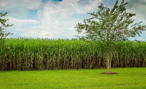 Landscape tree nature grass Photo