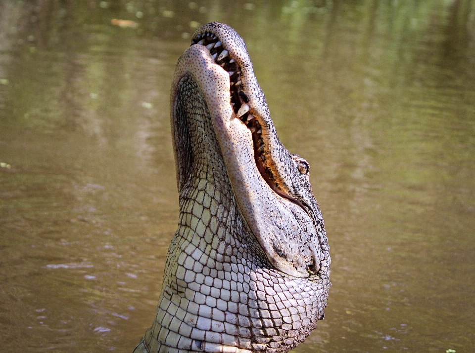 Margasatwa predator reptil amfibi