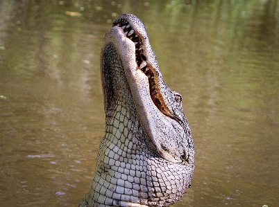 Foto Margasatwa predator reptil amfibi