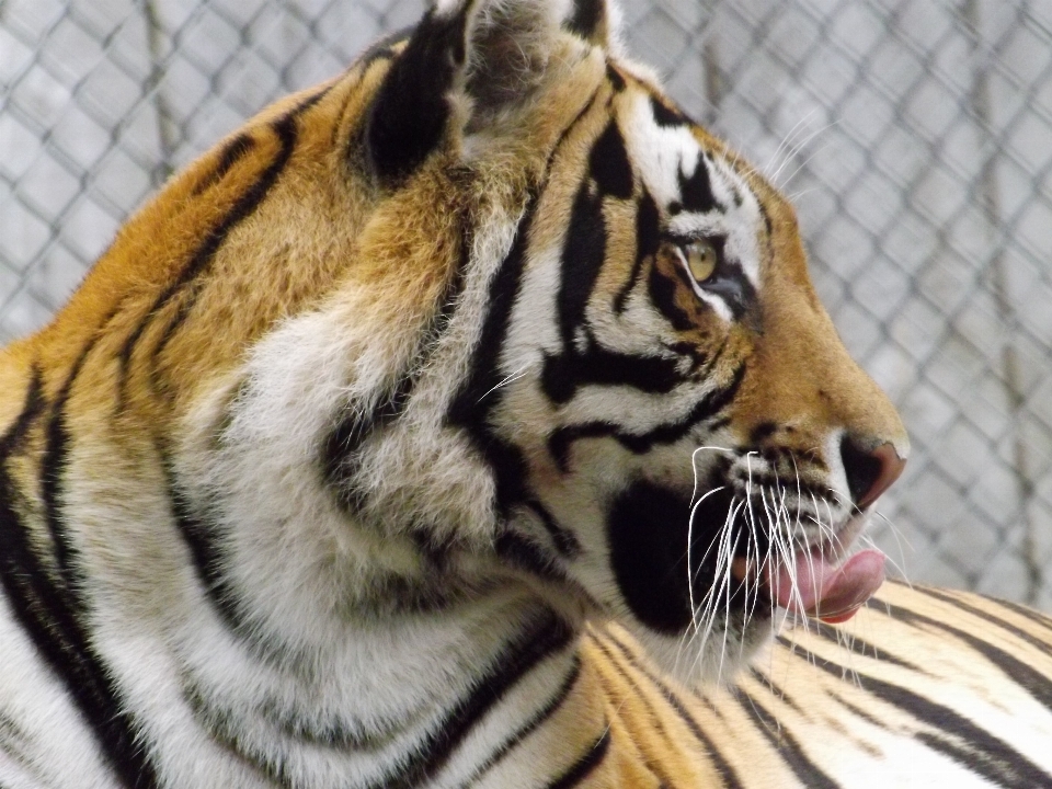 Fauna silvestre zoo mamífero