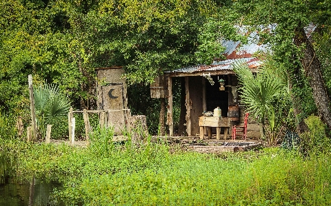 Marsh swamp house flower Photo