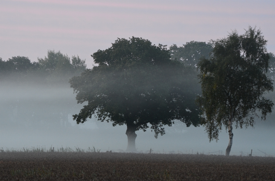 Drzewo natura las trawa