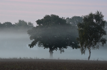 Tree nature forest grass Photo