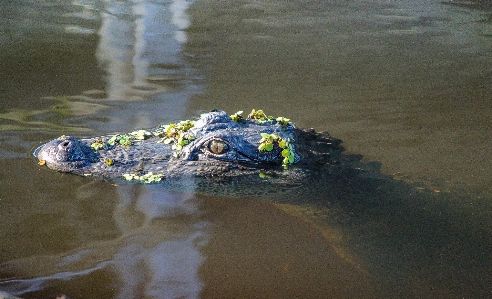 Sea water swamp wildlife Photo