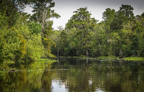 Tree water nature forest Photo