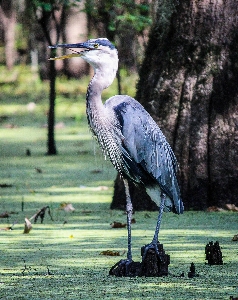 Marsh swamp bird wildlife Photo