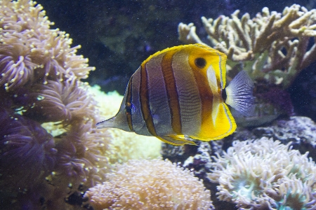 Sea water underwater swim Photo