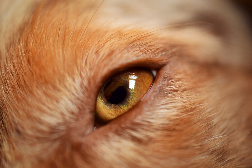 Fotografie hund tier eckzahn
