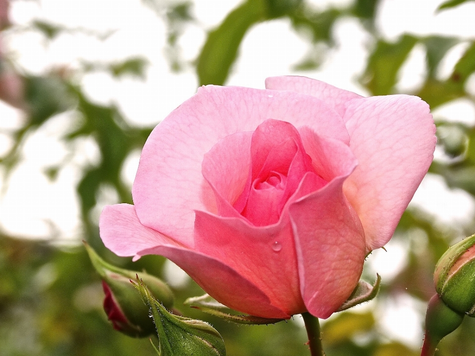 Natur blüte anlage süss