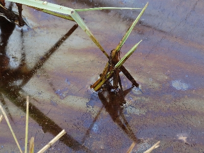 水 液体 羽 植物 写真