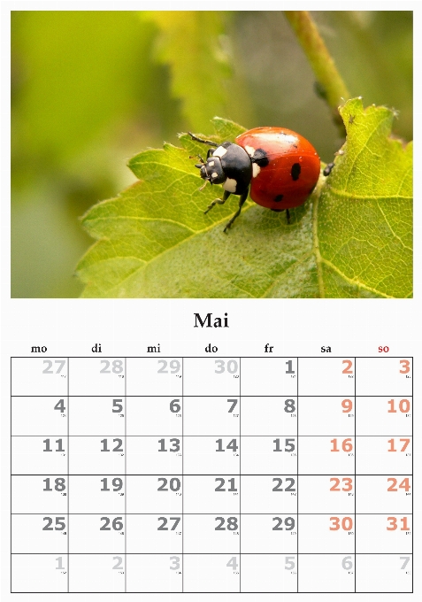 Fauna calendario maggio mese