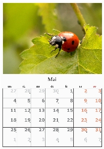 Foto Fauna kalender mungkin bulan