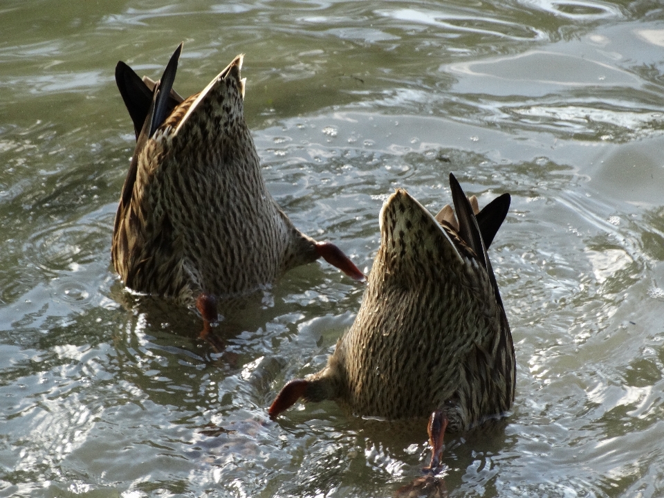 Agua naturaleza pájaro animal