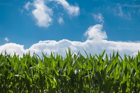 Landscape nature grass cloud Photo