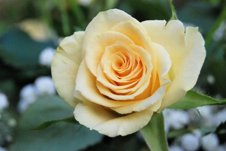 Anlage blume blütenblatt blühen Foto