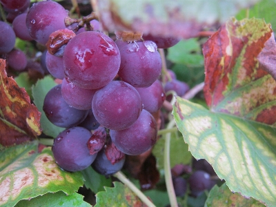 Plant grape vine vineyard Photo