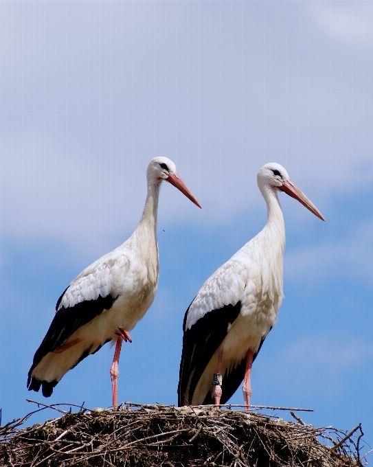 Naturaleza pájaro ala animal