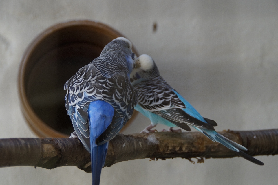 Oiseau aile aimer le bec