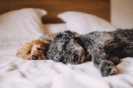 Foto Anak anjing santai sedang tidur