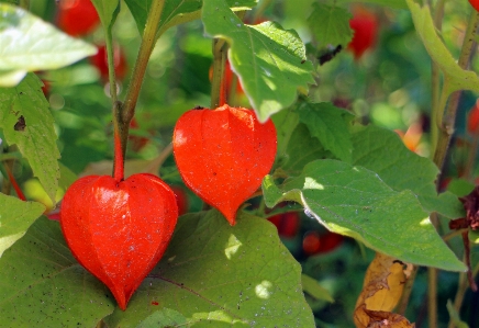 Plant fruit leaf flower Photo