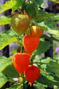 Plant fruit leaf flower Photo