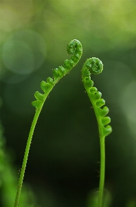 自然 草 露 植物 写真