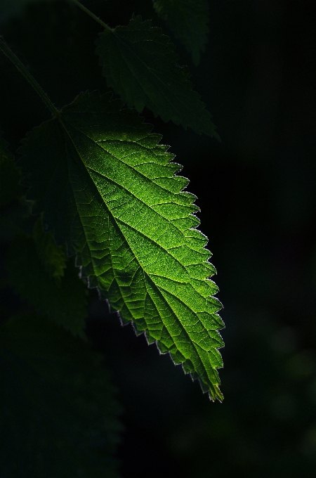 木 自然 ブランチ 植物