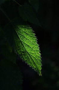 Foto árbol naturaleza rama planta