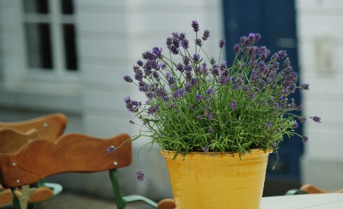 Table blossom plant flower Photo