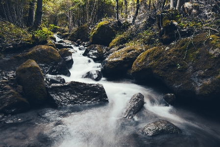 Landscape water nature forest Photo