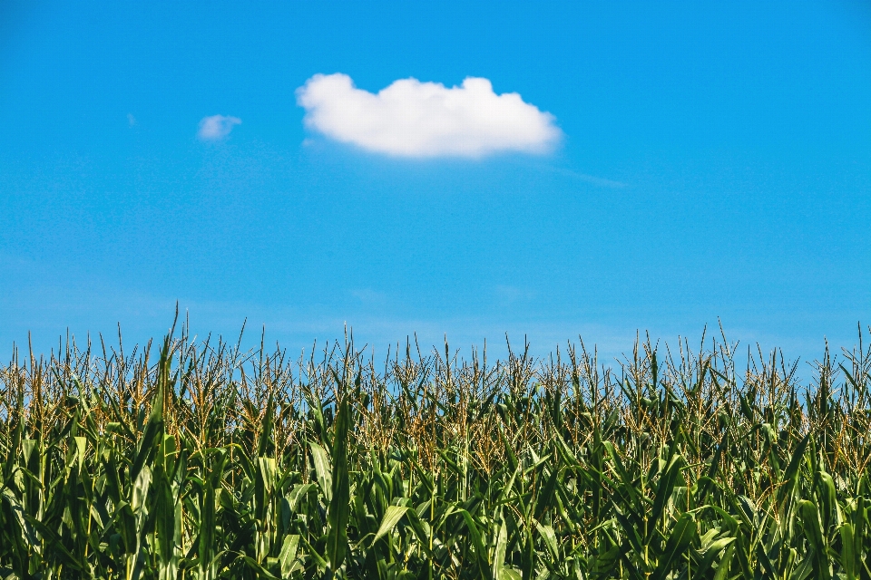 Landschaft natur gras wolke