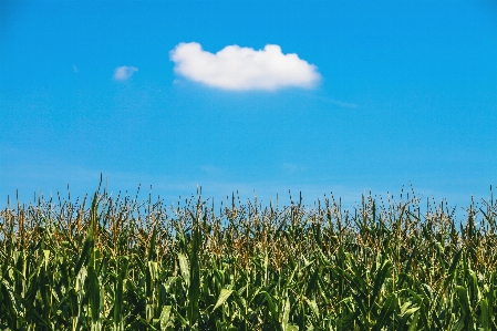 Landscape nature grass cloud Photo